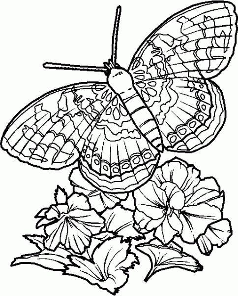 motyl