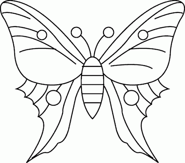 motyl