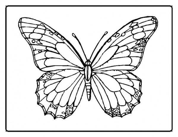 motyl